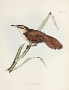 Curve-billed reedhaunter, Argentina, c 1832-1836