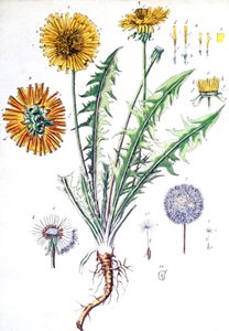 Dandelion