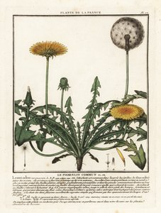 Dandelion
