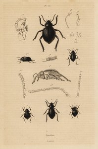 Darkling beetles, Pimelia species