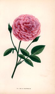 De la Grifferaie Rose, Hybrid of the Rosa Multiflora, Appeared on the Market Around 1846. Chromolithograph Drawn and Lithographed After Nature by F. Grobon from Hippolyte Jamain and Eugene Forney