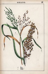 Description of cereal: rice and millet. From Recueil d