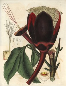 Description of the large dark chocolate flower of a Pecan tree plant, which produces edible nuts, pecan nuts. Plant native to South America. Illustration by Wiliam Jackson Hooker (1785-1865), British botanist and writer, professor at the University of Glas by Unbekannter Künstler