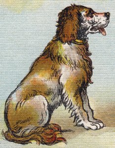 Dog by Unbekannt