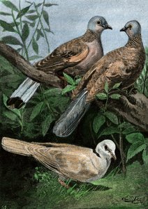 Doves and Rowing Pigeon by Unbekannter Künstler