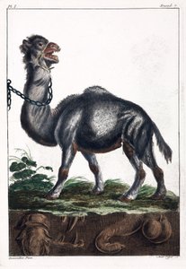 Dromedary by Unbekannt