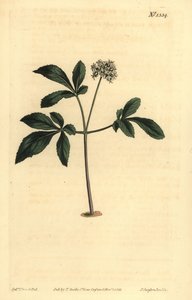 Dwarf Ginseng, Panax Trifolius by Unbekannt