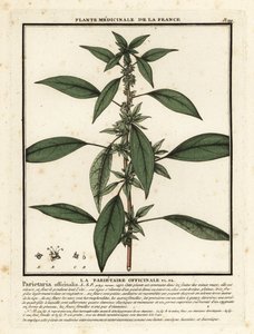 Eastern pellitory-of-the-wall, Parietaria officinalis by Unbekannter Künstler