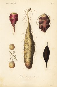 Edible tubers by Unbekannt