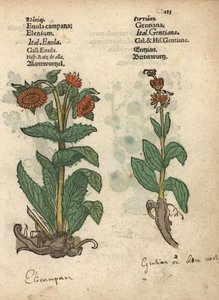 Elecampane, Inula helenium, and Gentian Species (Krauterbuch) by Unbekannter Künstler