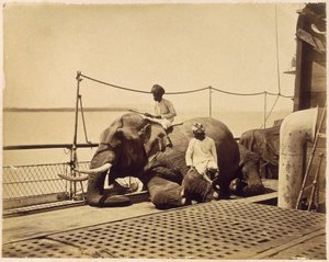 Elephant on the deck of a ship, Penang, Malaya by Unbekannt