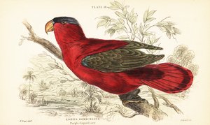 Endangered Purple-naped Lory