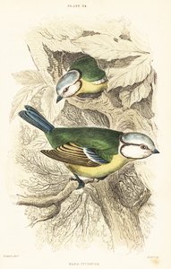 Eurasian Blue Tit by Unbekannter Künstler