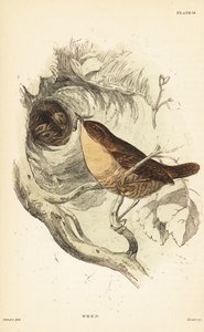 Eurasian Wren, Troglodytes troglodytes (engraving)