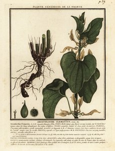European Birthwort, Aristolochia Clematitis by Unbekannter Künstler