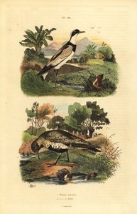 European golden plover, Pluvialis apricaria, and ringed plover, Charadrius hiaticula