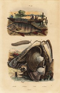 European perch, Perca fluviatilis, velvet worm, Peripatus iuliformis, lacewing, Perla marginata, and pearl oyster, Isognomon isognomum by Unbekannt