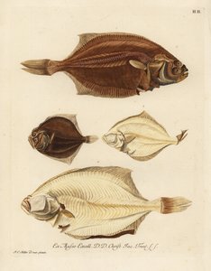 European Plaice and Brill by Unbekannter Künstler