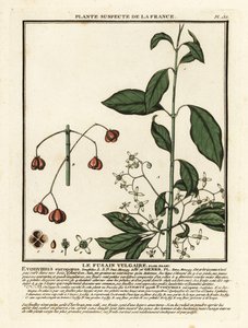 European Spindle, Euonymus europaeus by Unbekannter Künstler