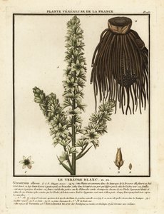 European white hellebore, Veratrum album by Unbekannter Künstler