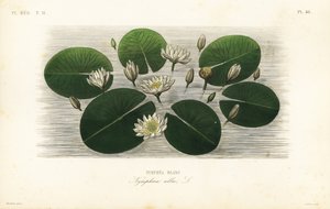 European white water lily