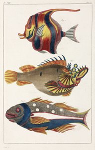 Exotic fish from the Moluccas