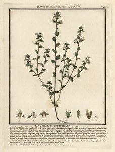 Eyebright, Euphrasia Rostkoviana by Unbekannter Künstler