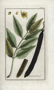 False Sene, Fake Carob Tree, Golden Shower or Canefier, Cassia fistula by Unbekannter Künstler
