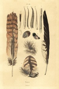 Feathers, plumes, bird anatomy by Unbekannt