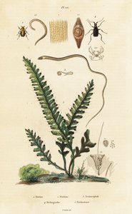 Fern, bee beetle and roundworms by Unbekannter Künstler