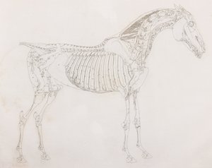 Fifth dissected layer of a horse, side view by Unbekannt