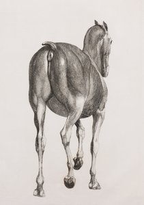 First dissected layer of a horse, back view by Unbekannt