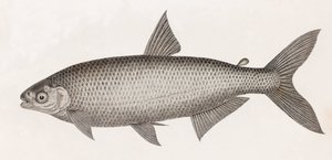Fish: Characin