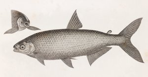 Fish: Le Characin by Unbekannt