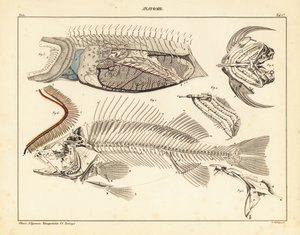 Fish anatomy showing skeleton, gills, etc. by Unbekannter Künstler