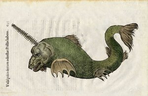 Fish saw (Pristis) in Ulyssis Aldrouandi... De piscibus libri V et de cetis lib. vnus by Ioannes Cornelius Vteruerius; Marc. Antonius Bernia in lucem restituit, deals with the natural history of Ulisse Aldrovandi, Bologna by Unbekannter Künstler