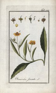 Flame Buttercup or Small Moat or Small Flame (Ranunculus flammula). Lithograph from 