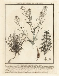 Flixweed, Descurainia sophia by Unbekannter Künstler