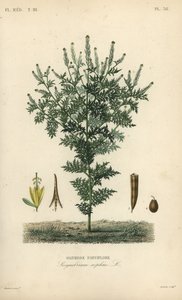 Flixweed, herb-Sophia or tansy mustard, Descurainia sophia, Sisymbrium sophia