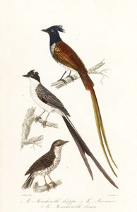 Flycatchers and Caribbean elaenia