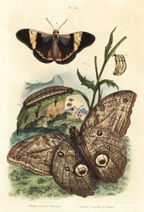 Forest giant owl butterfly, Caligo eurilochus and Brassolis sophorae butterfly, pupa and caterpillar by Unbekannt