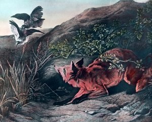 Fox by Unbekannter Künstler