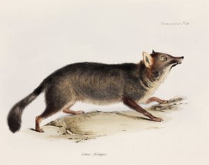 Fox, Chile, c 1832-1836 by Unbekannter Künstler