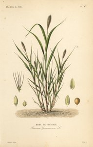Foxtail millet or Italian millet