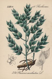 Fragon False Holly or Small Holly - Butcher