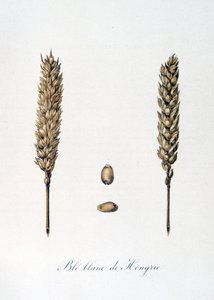 French 19th century illustration of ears of corn by Unbekannter Künstler