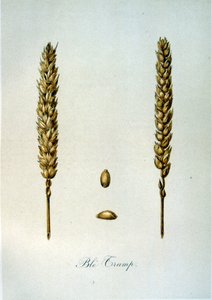 French 19th century illustration of ears of corn by Unbekannter Künstler