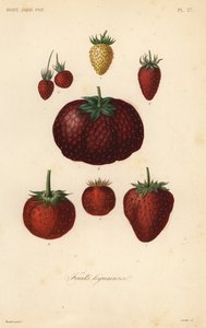 Fruits