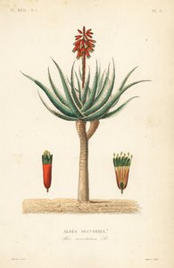 Fynbos aloe by Unbekannt