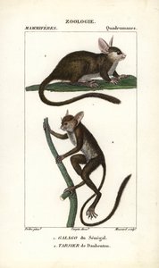 Senegal Galago and Daubenton